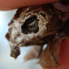 it's free real estate