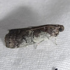 he was born all alone in a wet cardboard box