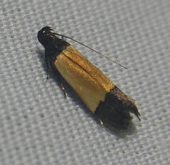 anacampsis coverdalella